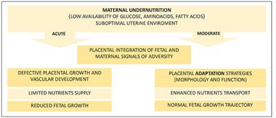 Ruminant Placental Adaptation in Early Maternal Undernutrition: An Overview